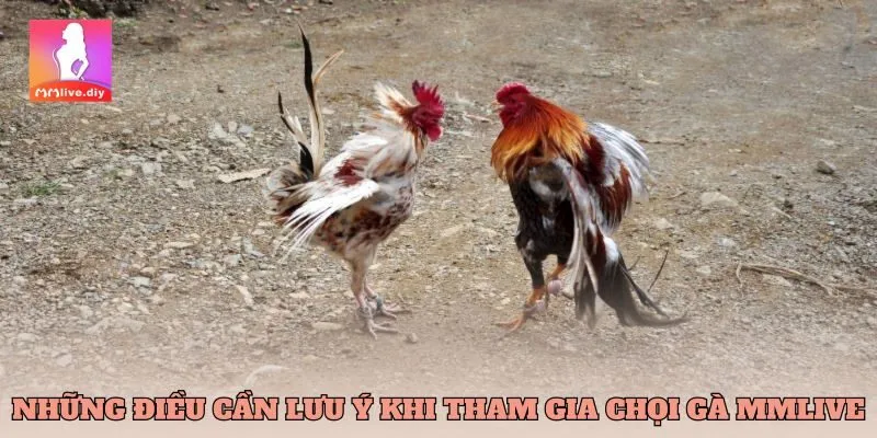 Bí quyết kiếm tiền khi chơi đá gà tại mmlive