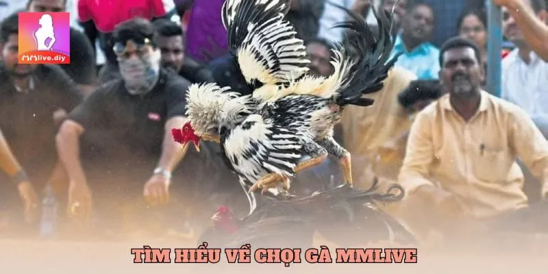 Tìm hiểu về chọi gà mmlive